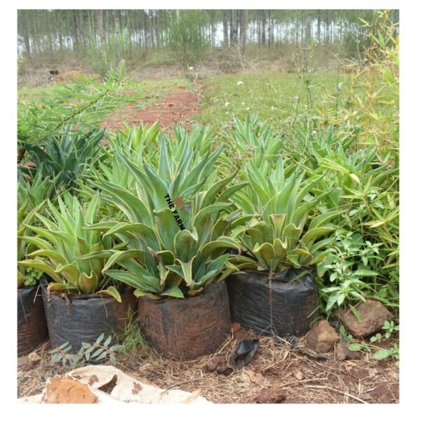 Foxtail Agave Plant