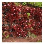 Fibrous-Rooted Begonia Seedling