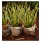 Furcraea foetida 'Variegata' Seedling