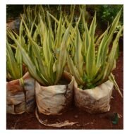 Furcraea foetida 'Variegata' Seedling