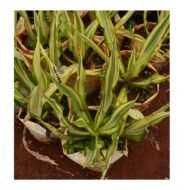 Furcraea foetida 'Variegata' seedling