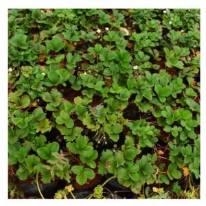 strawberry plant seedling