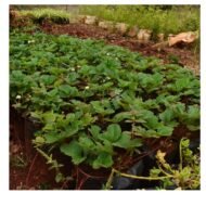 Wild Strawberry Plant Seedling - Image 2