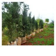 Italian Cypress Tree 6-7feet - Image 2