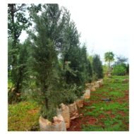 Italian Cypress Tree 6-7feet - Image 3