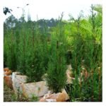 Italian Cypress plant seedling