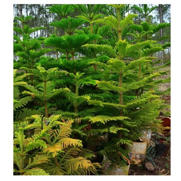 Araucaria luxurians