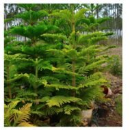 Araucaria Luxurians Plant - Image 2