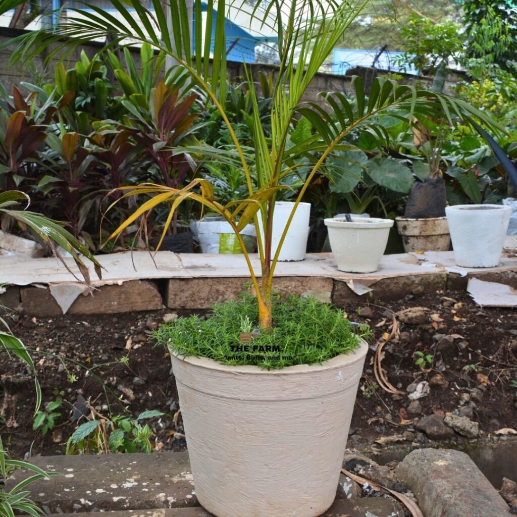 Golden Palm plant