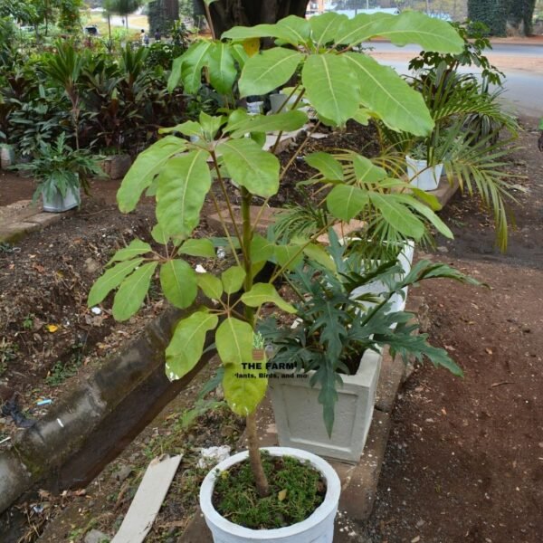 Schefflera in Concrete Planters