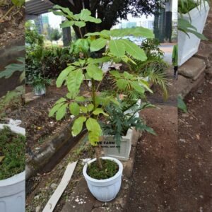 Schefflera in Concrete Planters