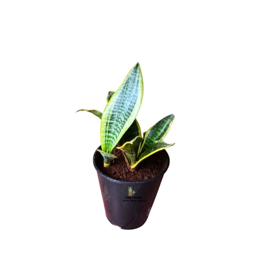 Snake Plant (Sansevieria trifasciata ‘Golden Hahnii’)