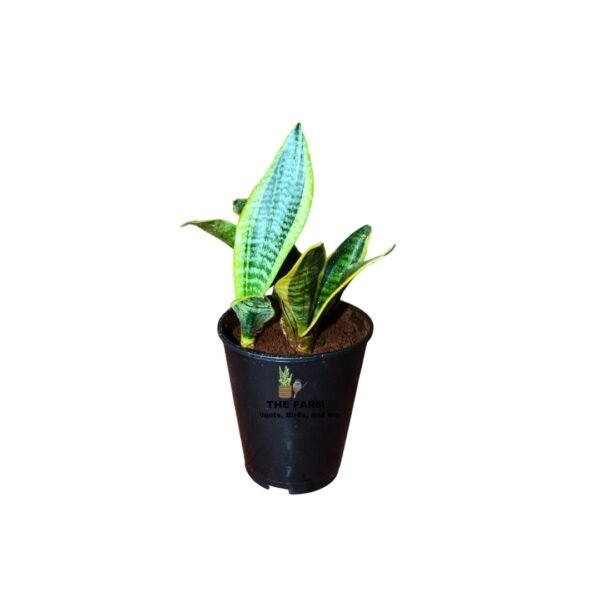 Snake Plant (Sansevieria trifasciata ‘Golden Hahnii’)