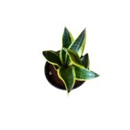 Snake Plant (Sansevieria trifasciata ‘Golden Hahnii’)