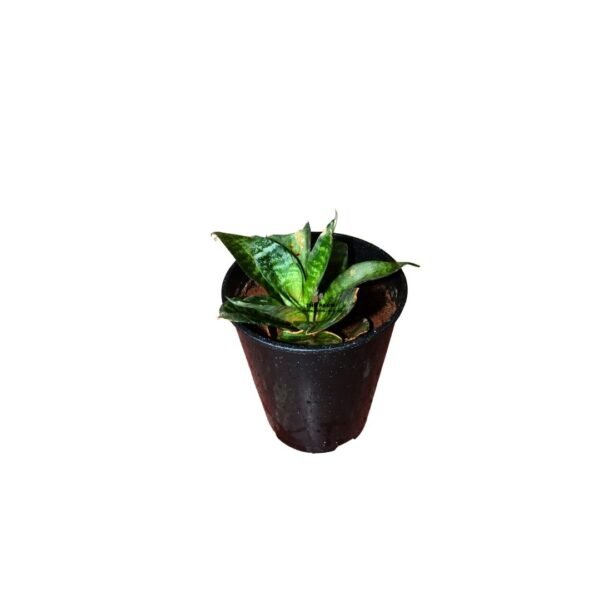 Sansevieria Trifasciata Green Hahnii Snake Plant in a Plastic Planter