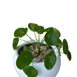 Chinese Money Plant in a Fiberglass Planter