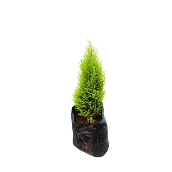 Lemon Cypress Tree Seedling