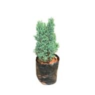 Blue Thuja Seedling