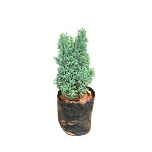 Blue Thuja Seedling