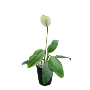 Peace Lily Seedling