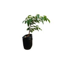 Ficus Benjamina - Image 3