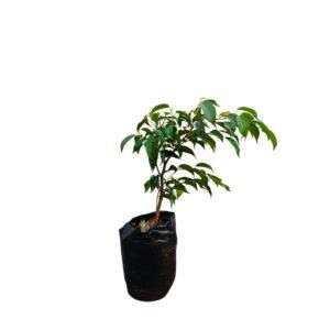 Ficus Benjamina