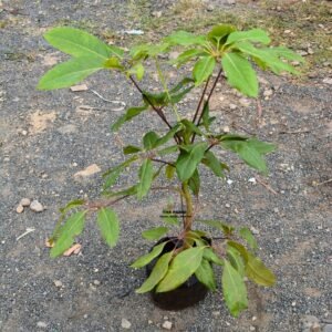 Schefflera Amate Soleil