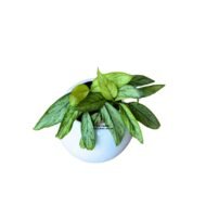 Aglaonema Pearl in a Spherical Fiber Glass Planter - Image 2