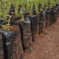 Lemon Cypress Seedlings (10-15 cm) - Image 2