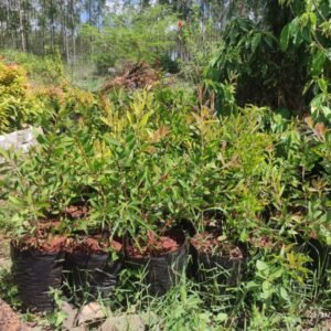 bottle brush tree seedlings