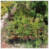 bottle brush tree seedlings