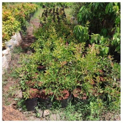bottle brush tree seedlings
