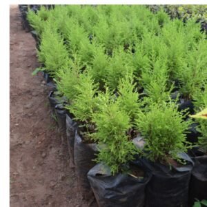 Lemon Cypress Seedlings (1 Foot Tall)