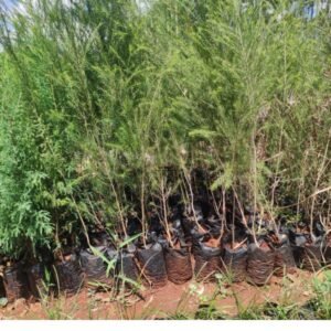 bottle brush tree seedlings