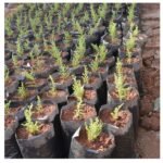 Lemon Cypress Seedlings (10-15 cm)