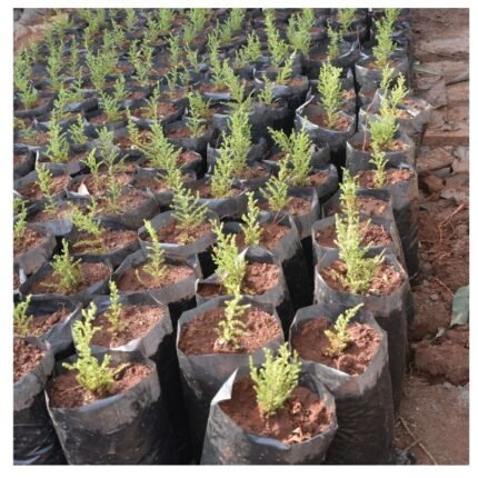 Lemon Cypress Seedlings (10-15 cm)