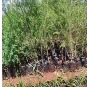 bottle brush tree seedlings