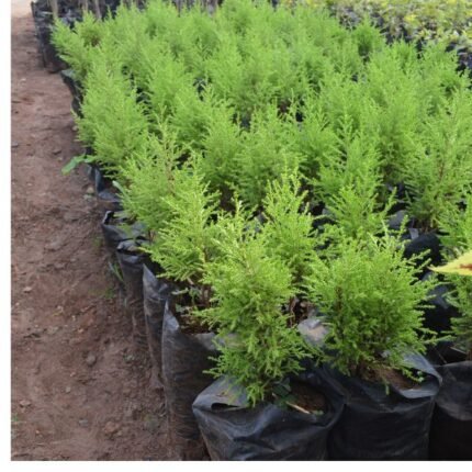 Lemon Cypress Seedlings (1 Foot Tall)