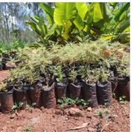 Jacaranda tree seedlings