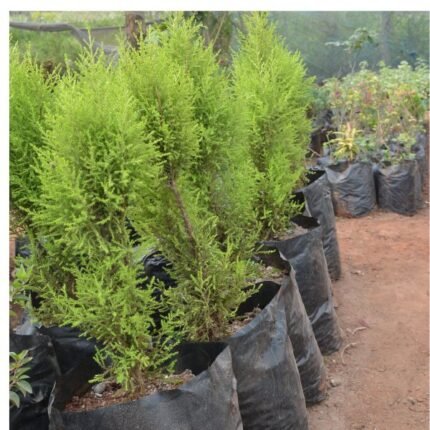 Lemon Cypress Seedlings