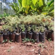 Jacaranda tree seedlings