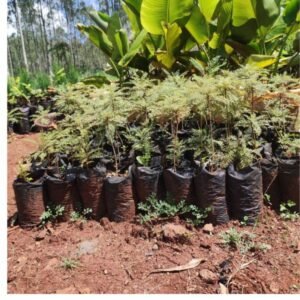 Jacaranda tree seedlings