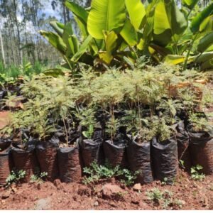 Jacaranda tree seedlings