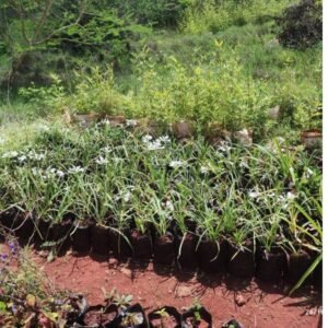 Agapanthus seedlings