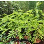 Cassia tree seedlings