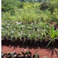 Agapanthus seedlings