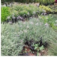 Agapanthus seedlings