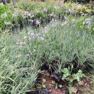 Agapanthus seedlings