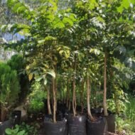 Nandi Flame Tree Seedlings