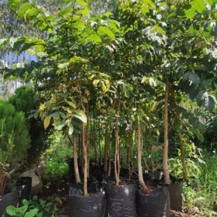 Nandi Flame Tree Seedlings